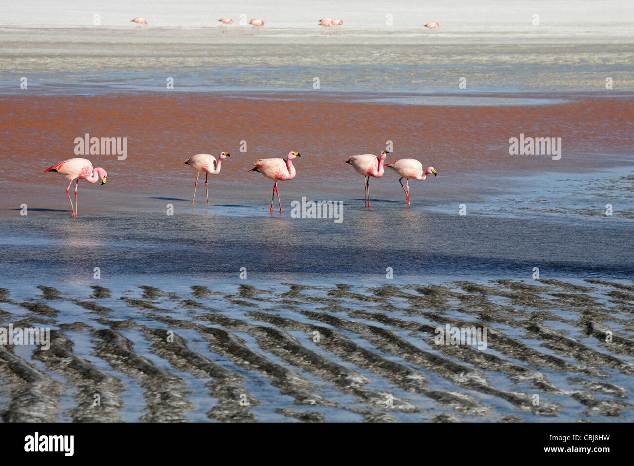 Puna / Jamess Flamingos (Phoenicoparrus Jamesi) in das Salz See Laguna Colorada auf dem Altiplano, Bolivien Stockfoto