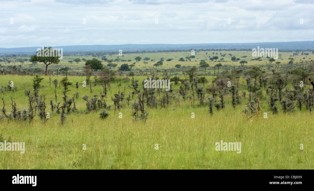 Panorama-Landschaft rund um den Murchison Falls Nationalpark in Uganda (Afrika) Stockfoto
