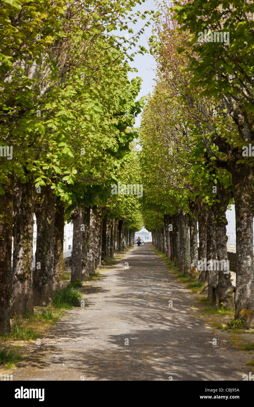 Von Bäumen gesäumten Allee, Frankreich Stockfoto
