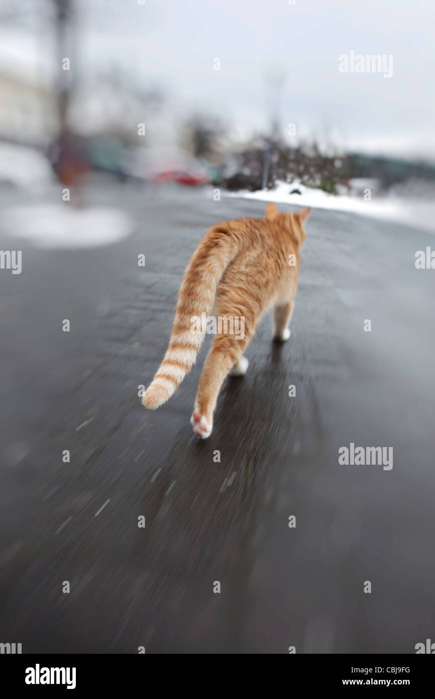 Ingwer Katze Bummeln auf verschneiten Tag, Reykjavik Island Stockfoto