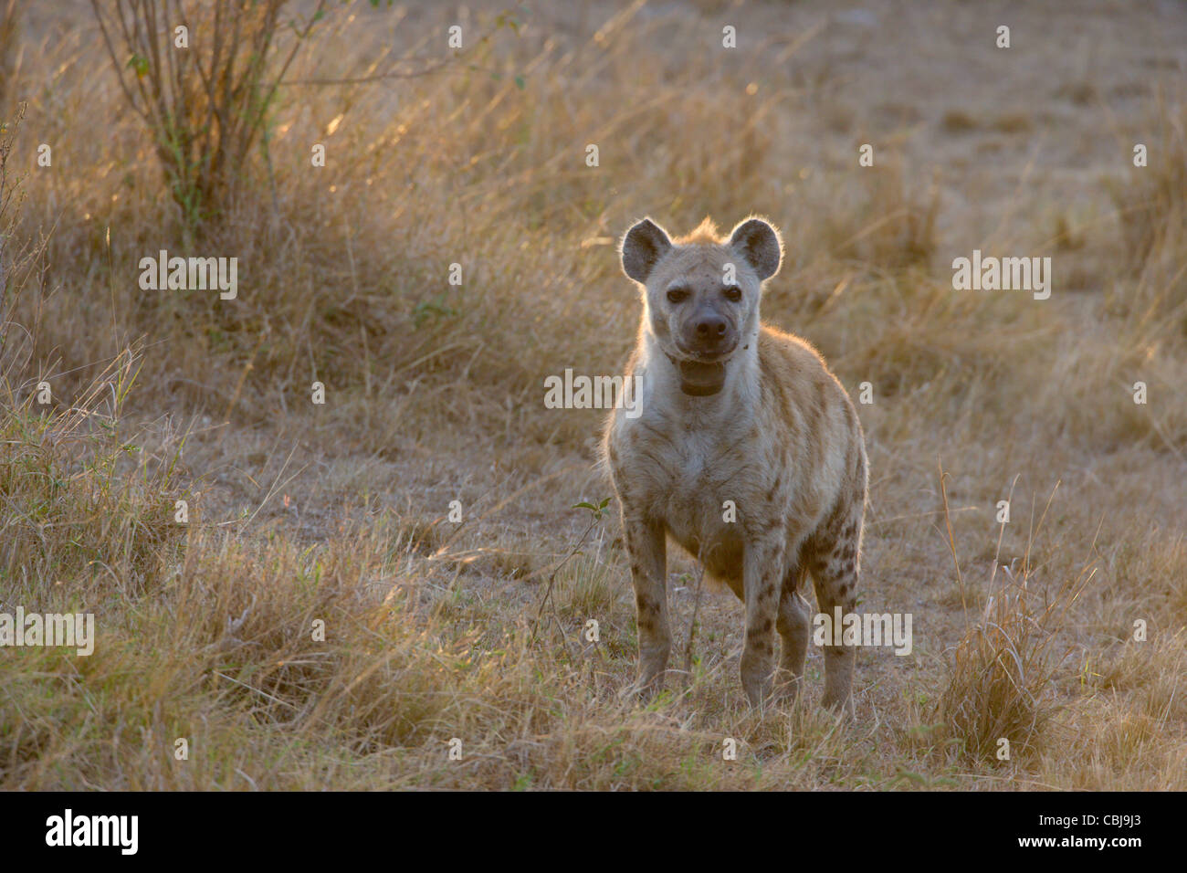 Weibliche entdeckt Hyäne Crocuta Crocuta, ausgestattet mit Radio Tracking-Kragen im Rahmen des Projekts Masai Mara entdeckt Hyäne. Stockfoto