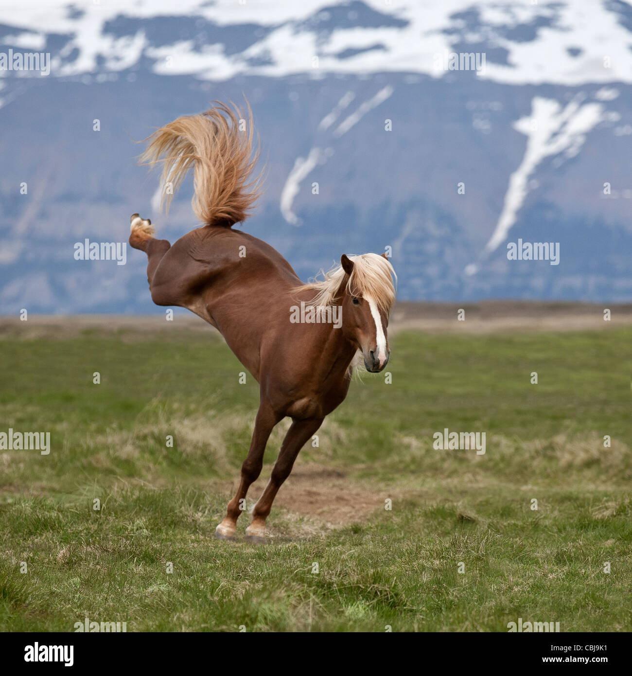 Isländische Hengst Ruckeln, Nordisland Stockfoto