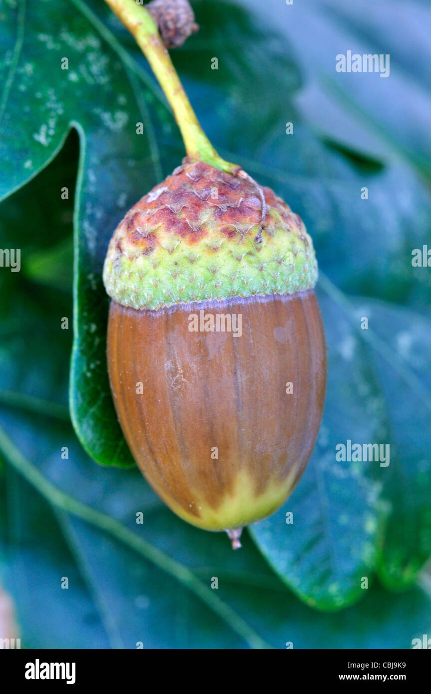 Reife Eicheln im Herbst. Dorset, UK Oktober 2011 Stockfoto