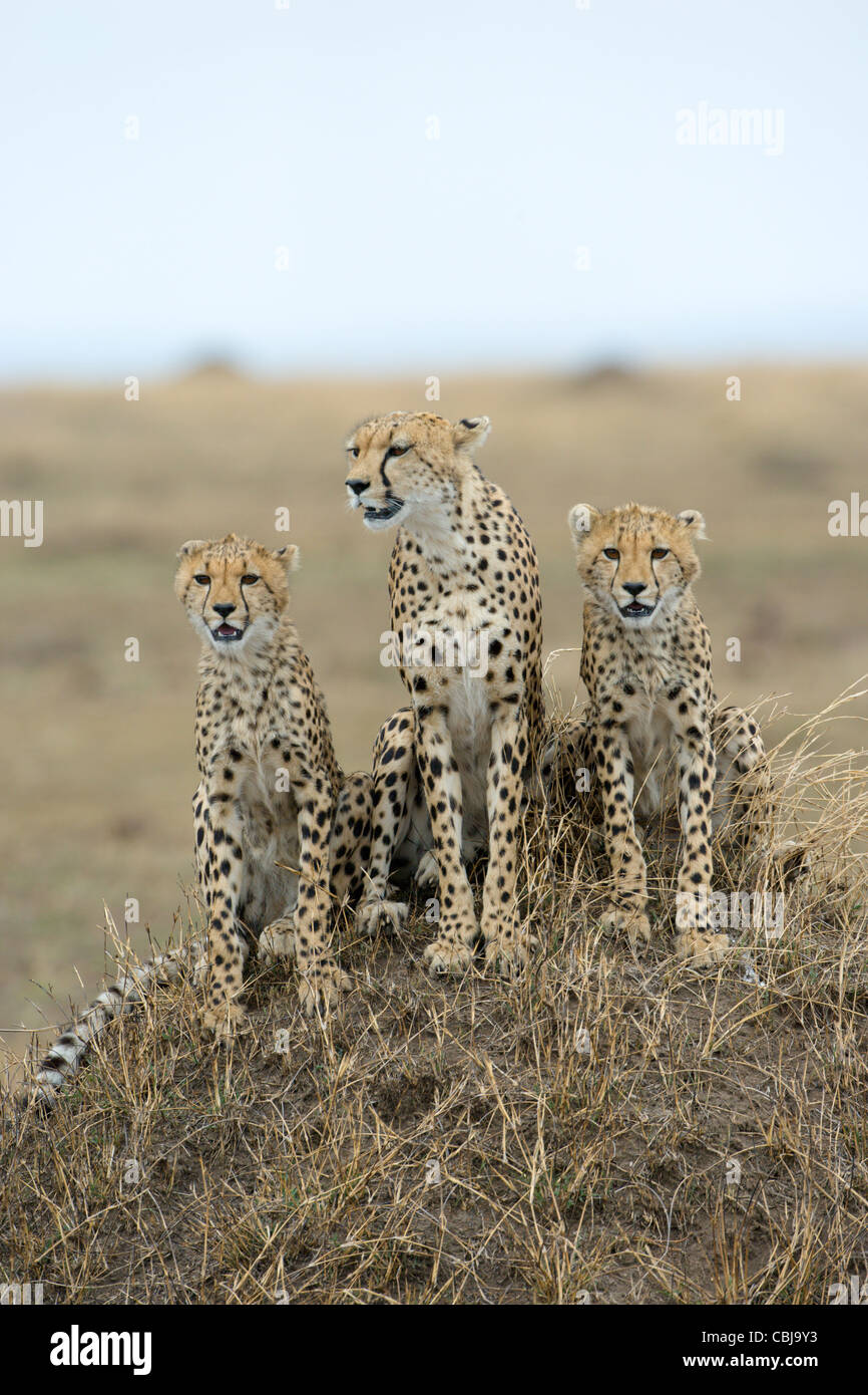 Weibliche Gepard, Acinonyx Jubatus, mit zwei jungen, sitzen auf Termite Mound. Masai Mara, Kenia, Frühling. Stockfoto