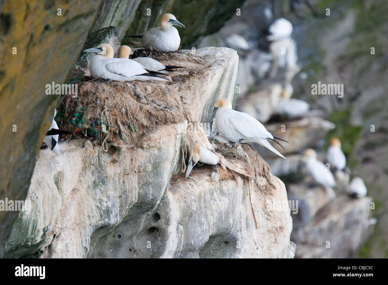 Tölpel, Baßtölpel, Sula Bassana, Noss, Shetland, Schottland, Großbritannien, toten Vogel im Nest herunterhängenden site mit Fanggeräten Stockfoto