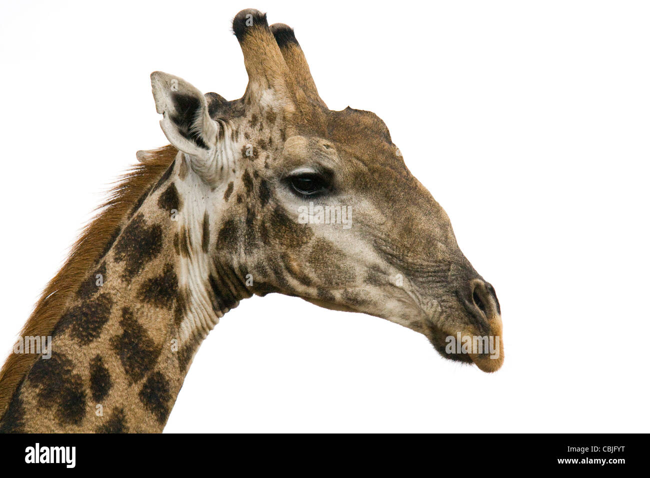 Eine Giraffe in der Madikwe Wildreservat in Südafrika fotografiert Stockfoto