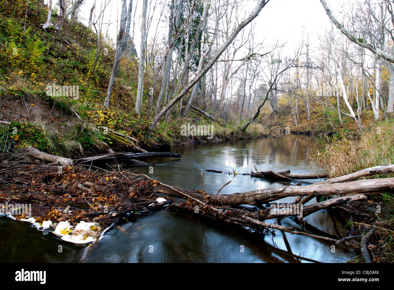 Beaver dam auf dem kleinen Fluss in einem Wald Stockfoto