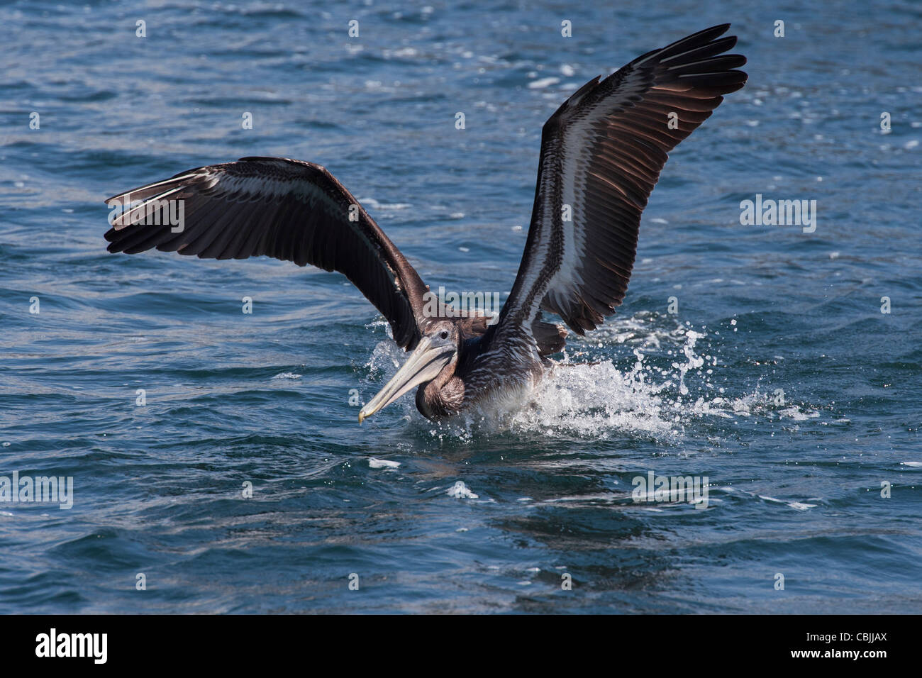 Brauner Pelikan (Pelecanus Occidentalis), Monterey Bay, Kalifornien, Pacific Ocean. Stockfoto