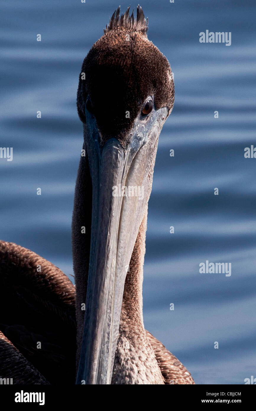 Brauner Pelikan (Pelecanus Occidentalis), Monterey Bay, Kalifornien, Pacific Ocean. Stockfoto