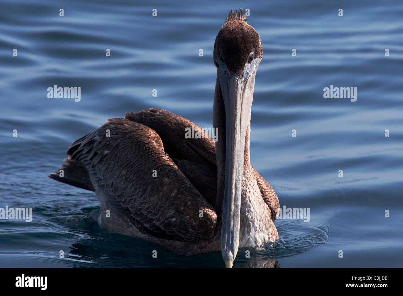 Brauner Pelikan (Pelecanus Occidentalis), Monterey Bay, Kalifornien, Pacific Ocean. Stockfoto