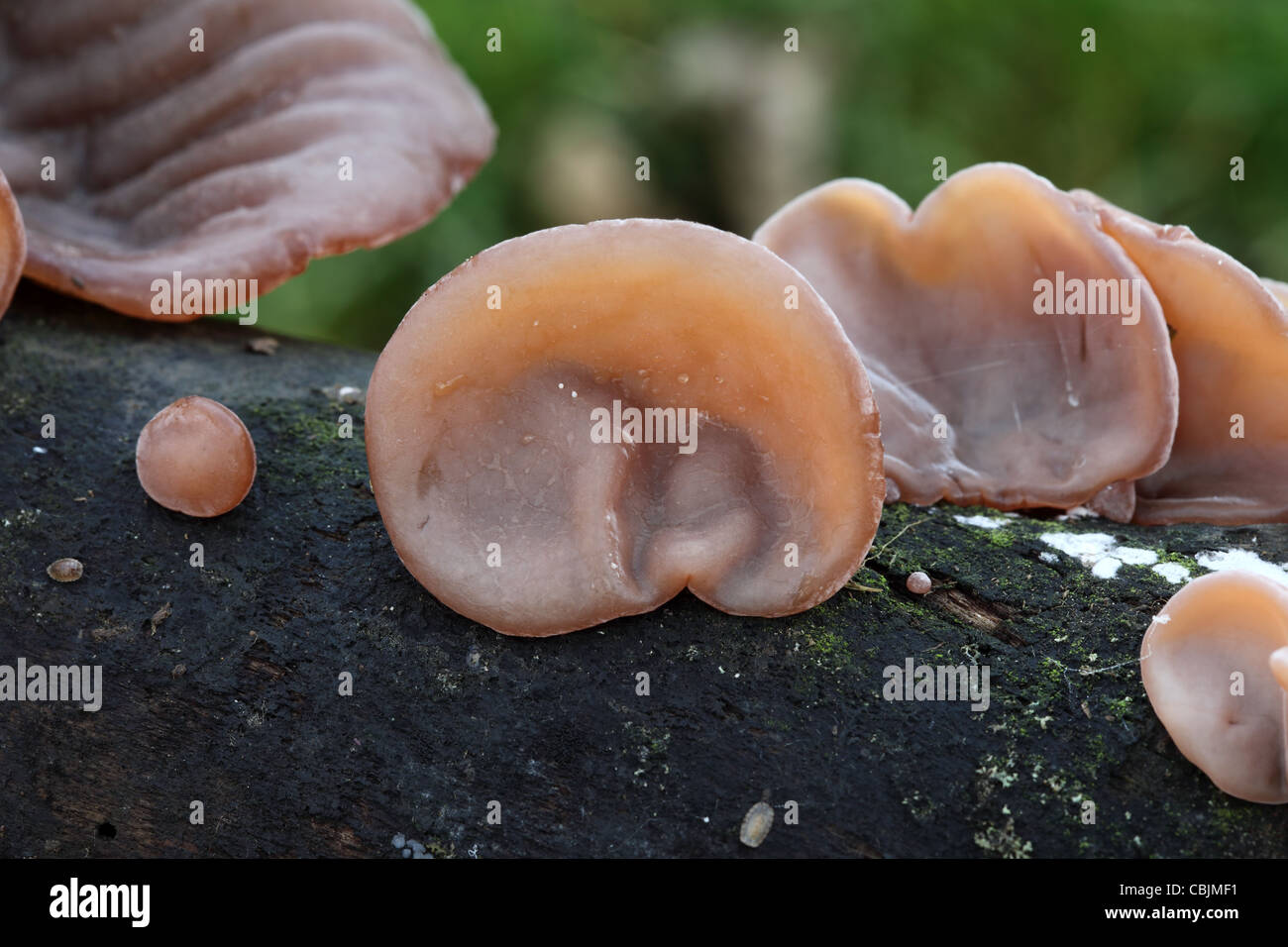 Ohr pilz -Fotos und -Bildmaterial in hoher Auflösung – Alamy