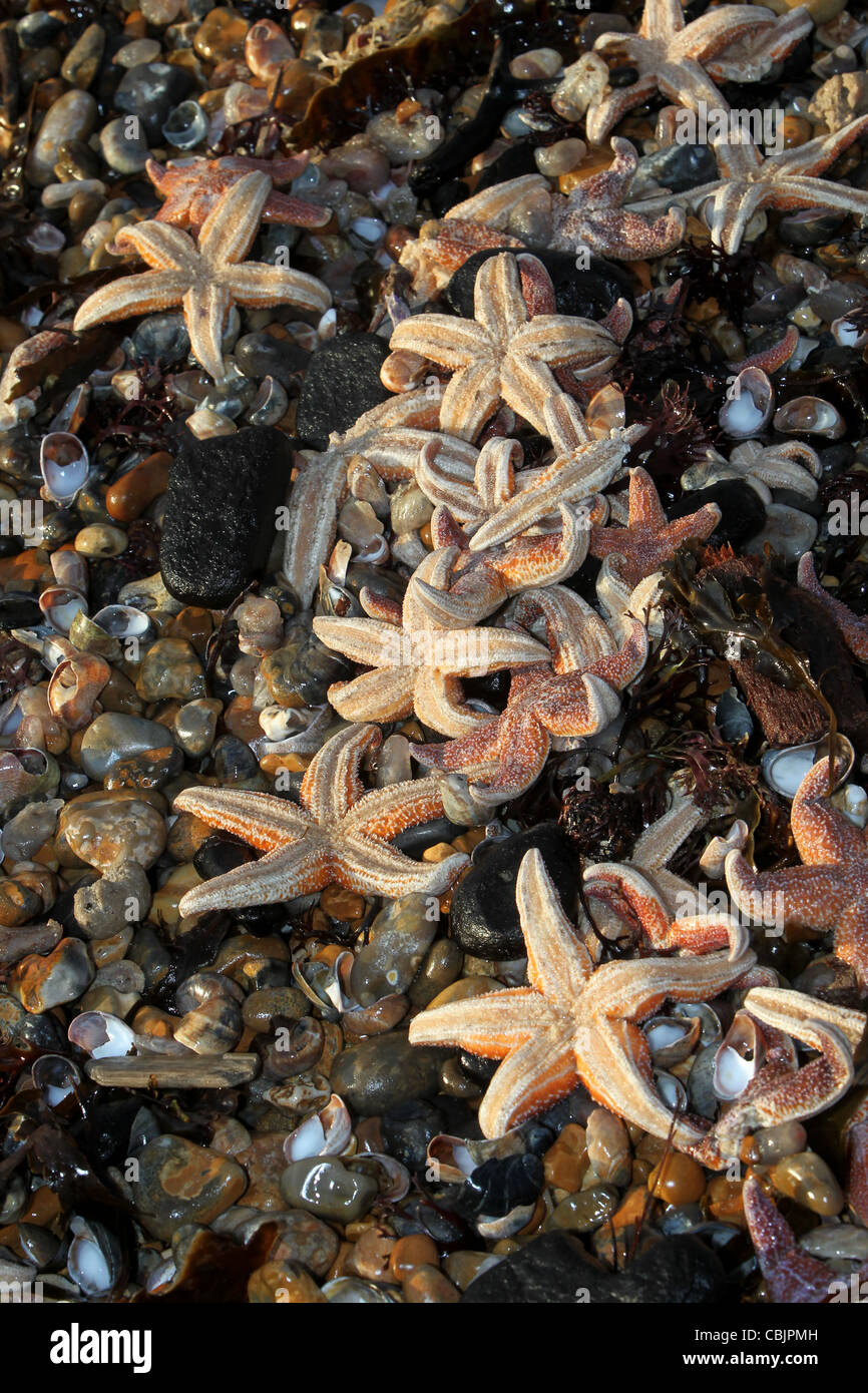 Eine große Gruppe von Seesternen abgebildet angespült am Strand von Brighton, East Sussex, UK. Stockfoto