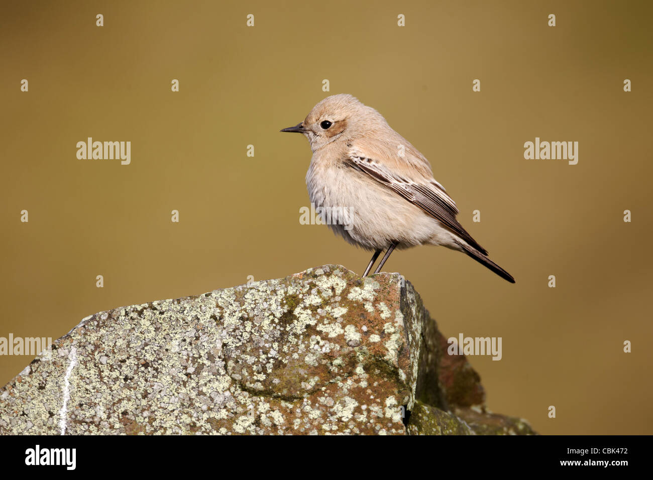 Wüste, Steinschmätzer, Oenanthe Bodendegradierung, alleinstehende Frau auf Felsen, Shropshire, Dezember 2011 Stockfoto