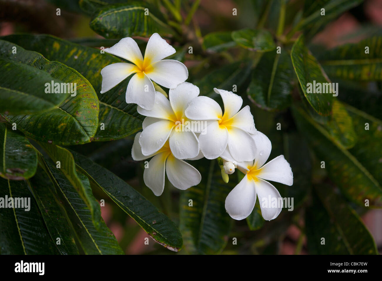 Gelbe und weiße Blumen auf Bush Regen Tropfen Bridgetown Barbados Stockfoto