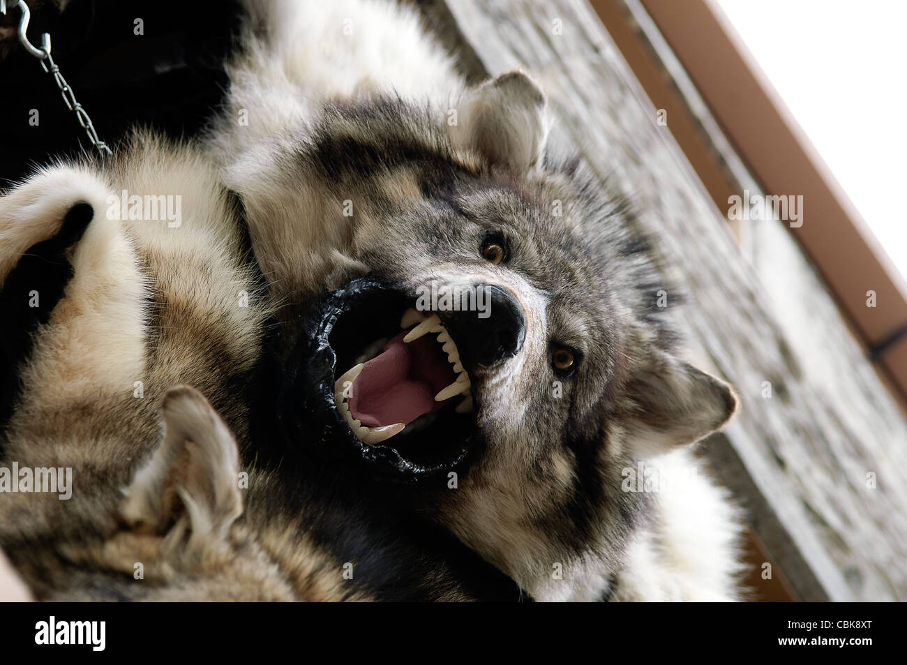 Wolfs Haut hängen von der Wand Stockfoto