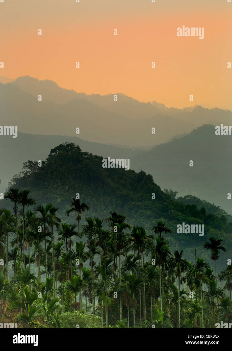 Die Ping-Lang-Palmen werden von den Berggipfeln von Taiwan over überschattet. Stockfoto
