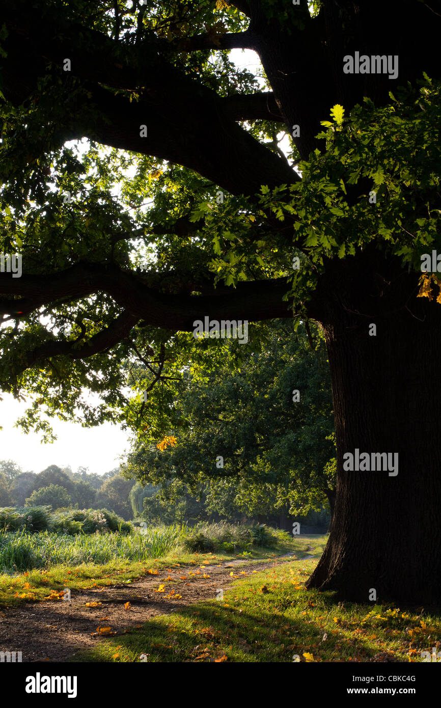 LONDON, UK-ein Blick auf Londons Bushy Park im frühen Herbst Zwielicht. Stockfoto