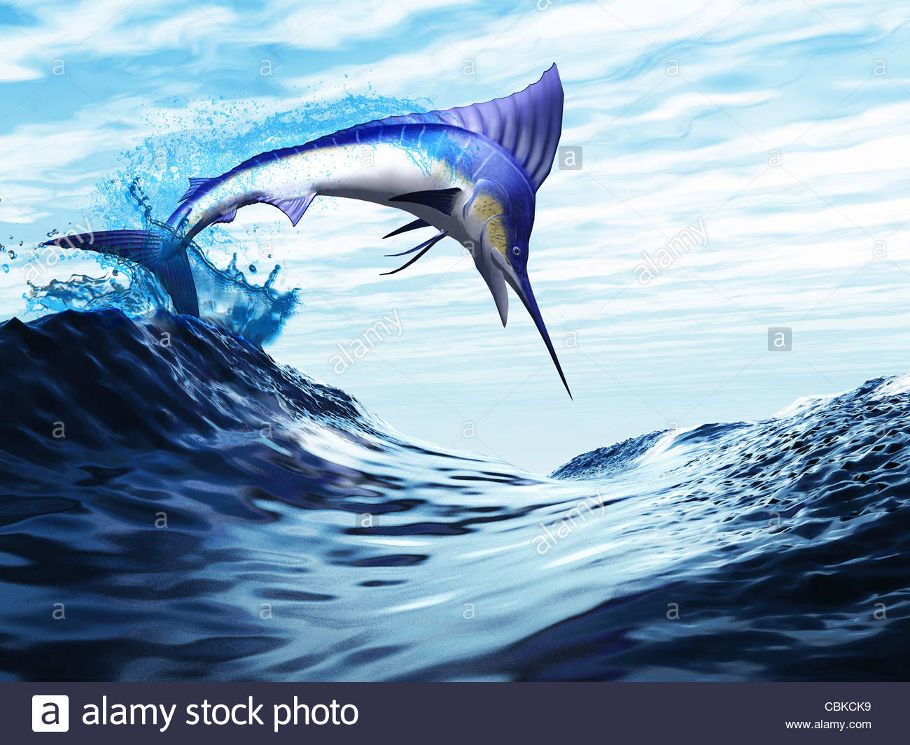 Blue Marlin Underwater Stockfotos & Blue Marlin Underwater Bilder Alamy