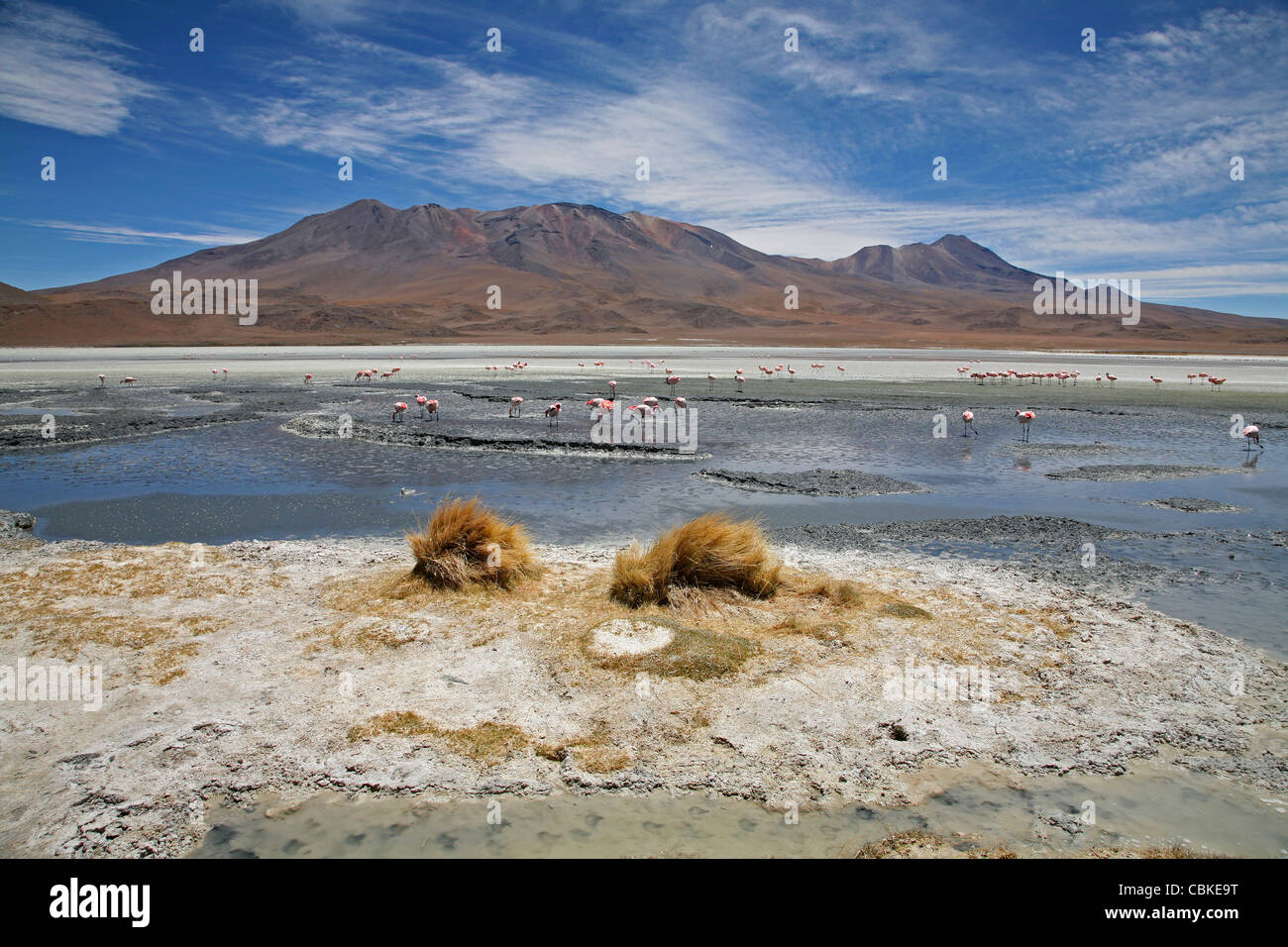 Puna / Jamess Flamingos (Phoenicoparrus Jamesi) in das Salz See Laguna Hedionda auf dem Altiplano, Bolivien Stockfoto