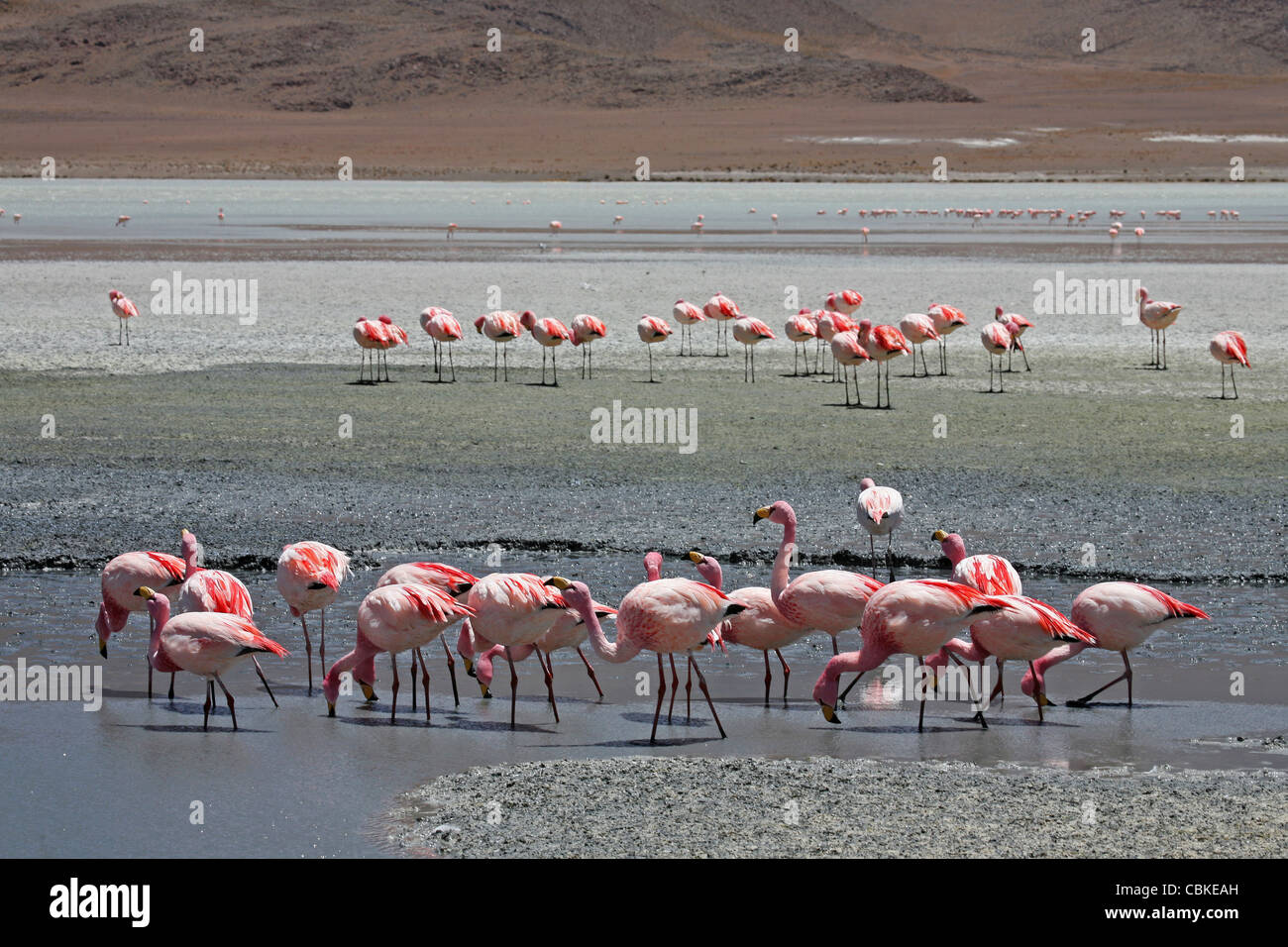 Puna / Jamess Flamingos (Phoenicoparrus Jamesi) auf Nahrungssuche in Salz See Laguna Hedionda, Altiplano, Bolivien Stockfoto