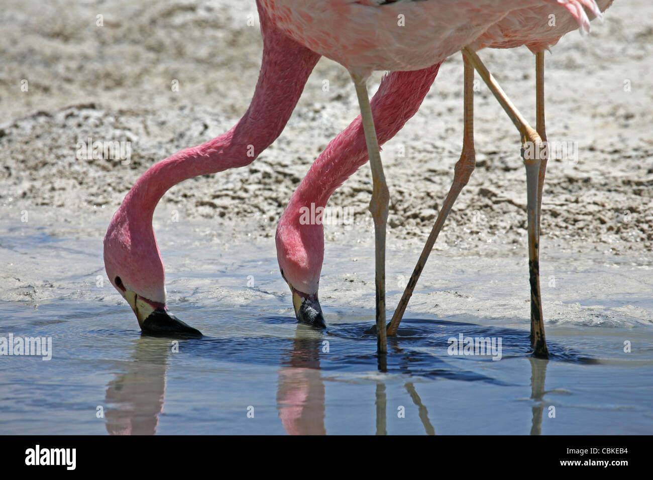 Puna / Jamess Flamingos (Phoenicoparrus Jamesi) auf Nahrungssuche in Salz See Laguna Hedionda, Altiplano, Bolivien Stockfoto