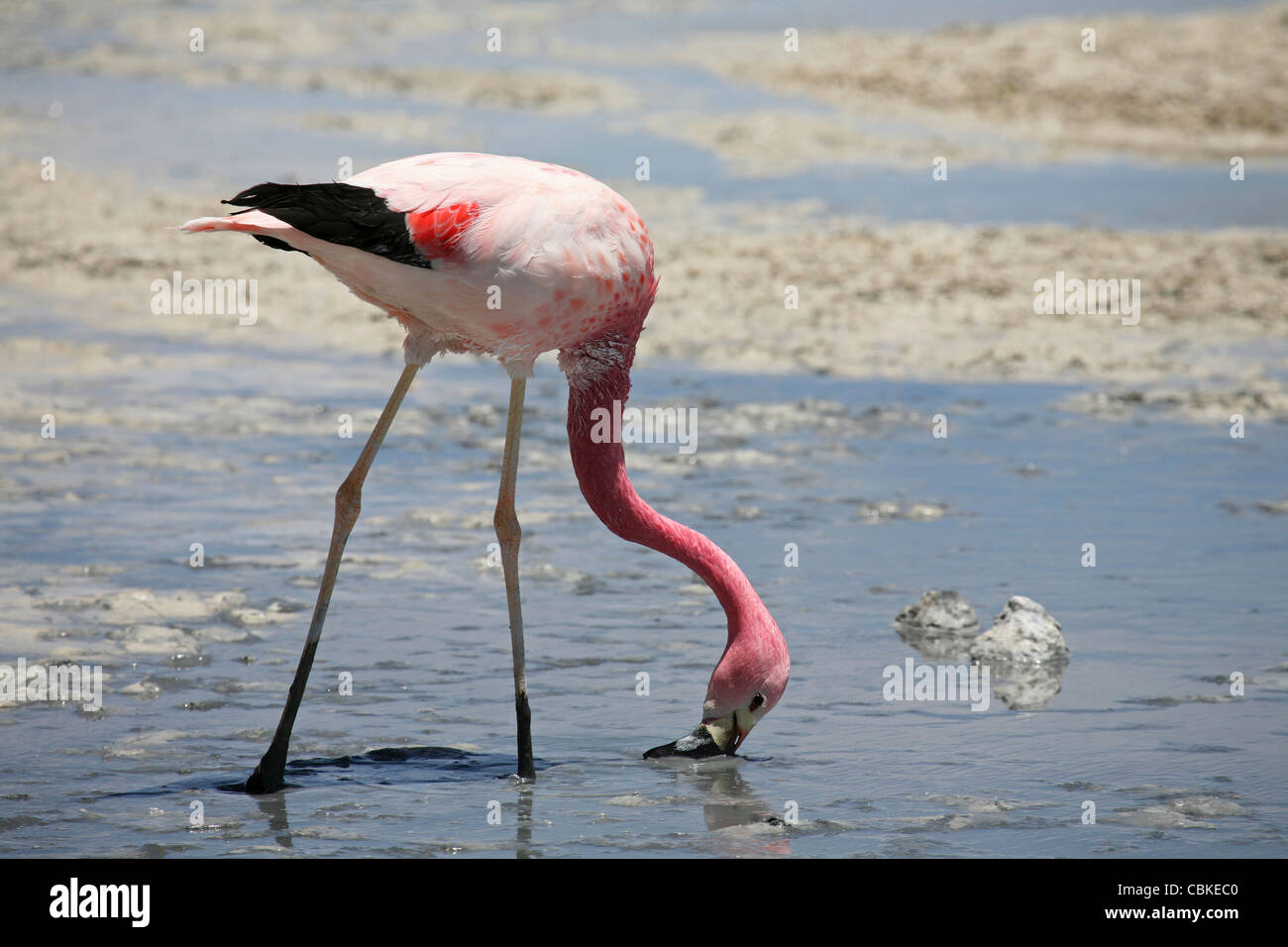 Puna / James Flamingo (Phoenicoparrus Jamesi) Sichten Schlamm im seichten Wasser an Salz See Laguna Hedionda, Altiplano, Bolivien Stockfoto