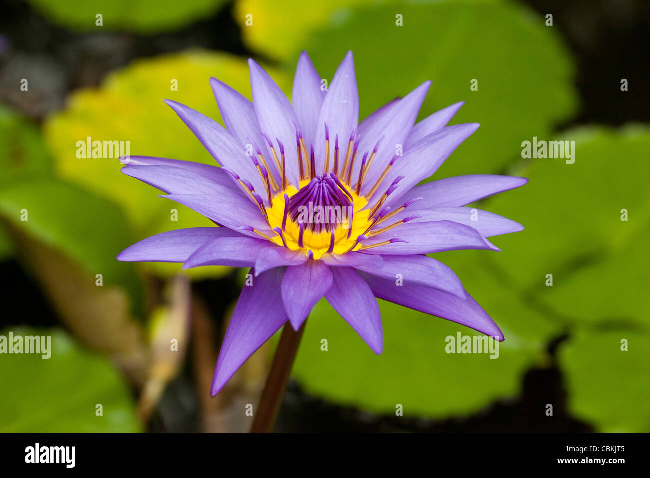 eine lila Lilie Stockfoto