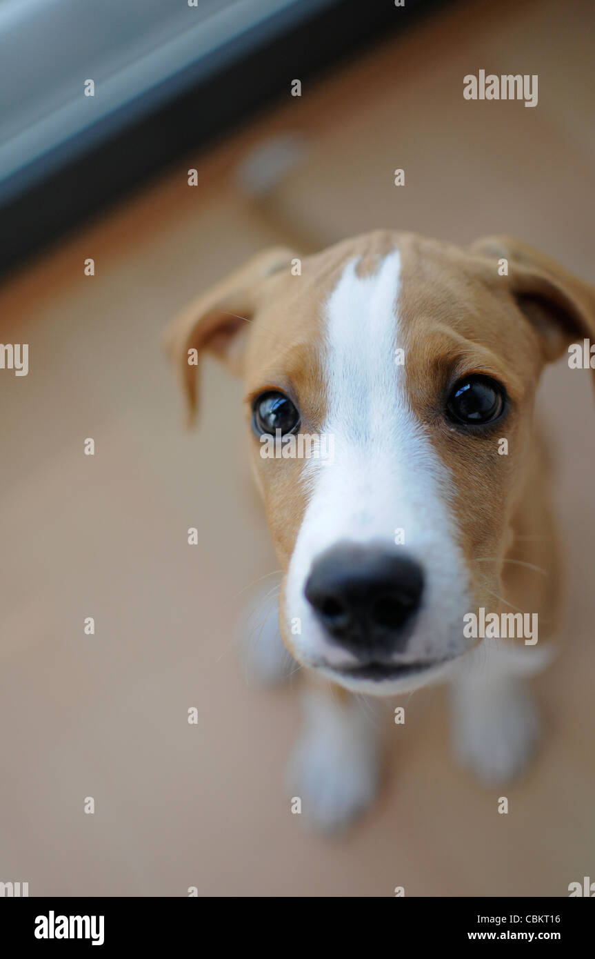 3 Monate Altes Stockfotos und bilder Kaufen Alamy