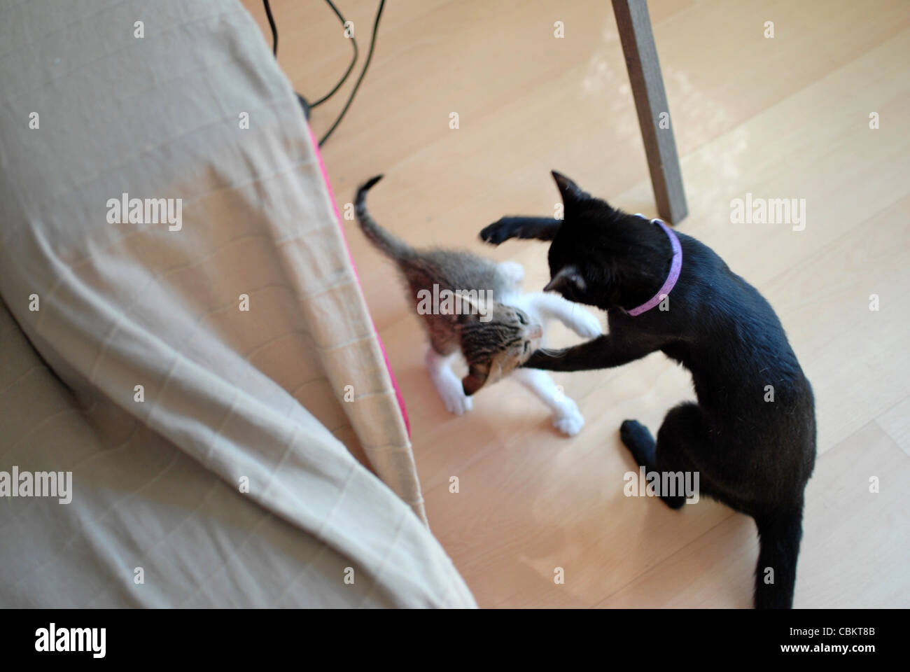 Kätzchen spielen zu Hause Stockfoto