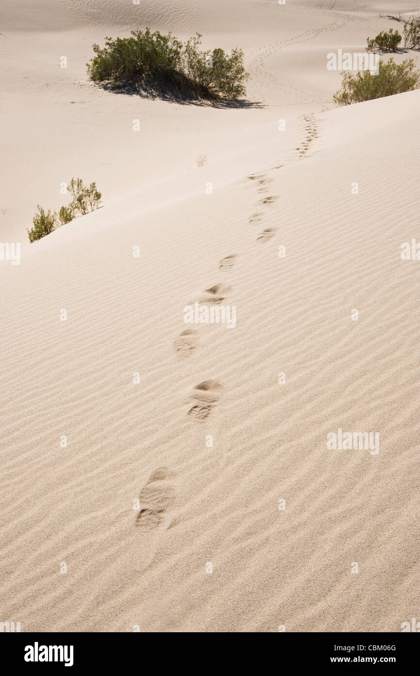 Spuren im Wüstensand, Death Valley, USA Stockfoto