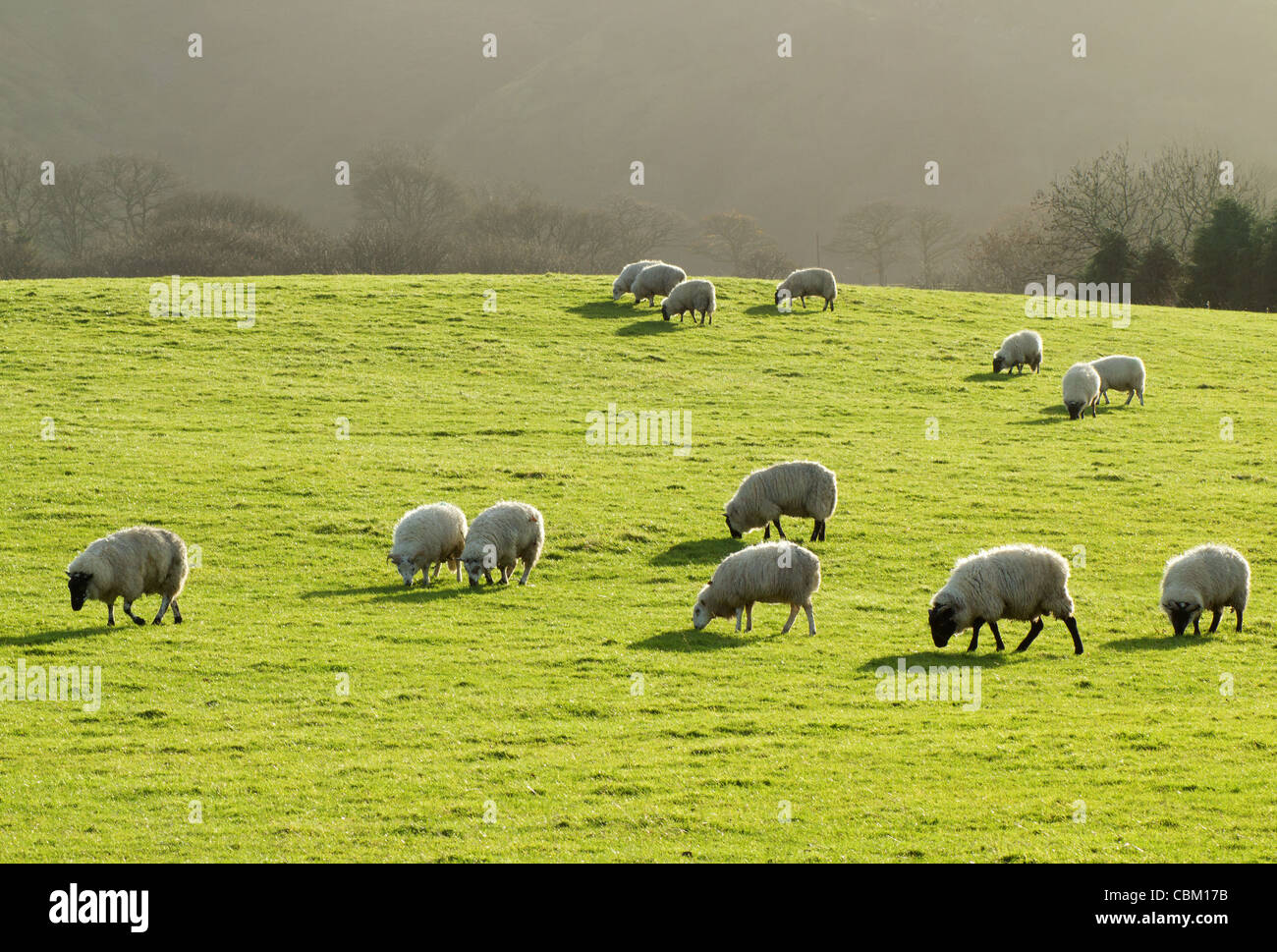 Schafe grasen auf einer üppigen grünen Wiese in Wales Großbritannien. Stockfoto