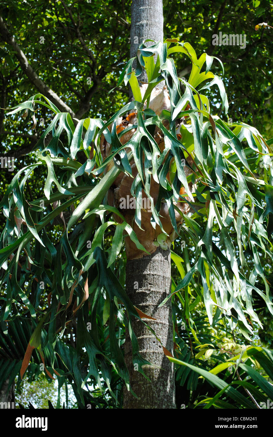 Platycerium Bifurcatum Stockfotos und bilder Kaufen Alamy