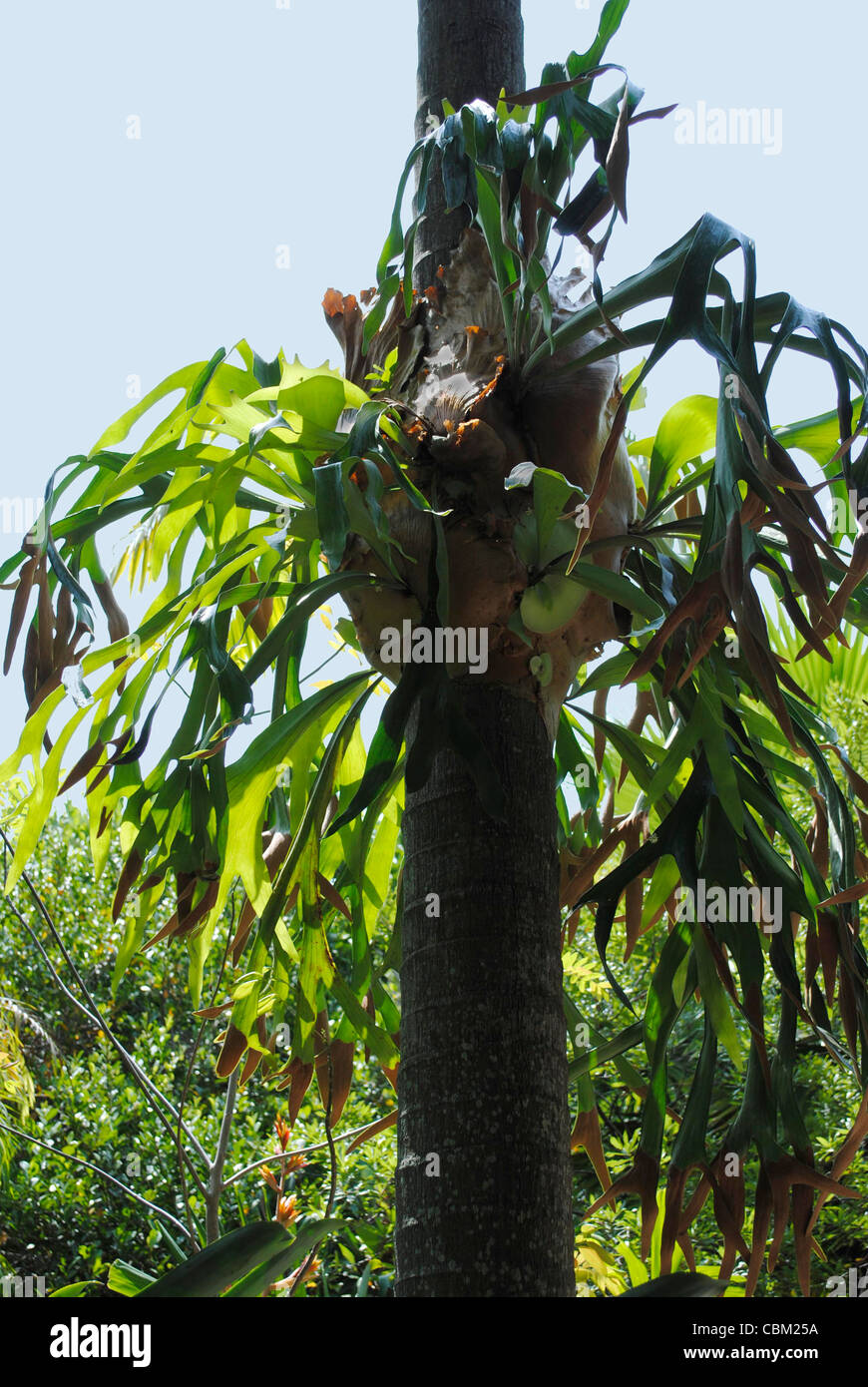 Staghorn farn platycerium bifurcatum ein epiphyten Fotos und