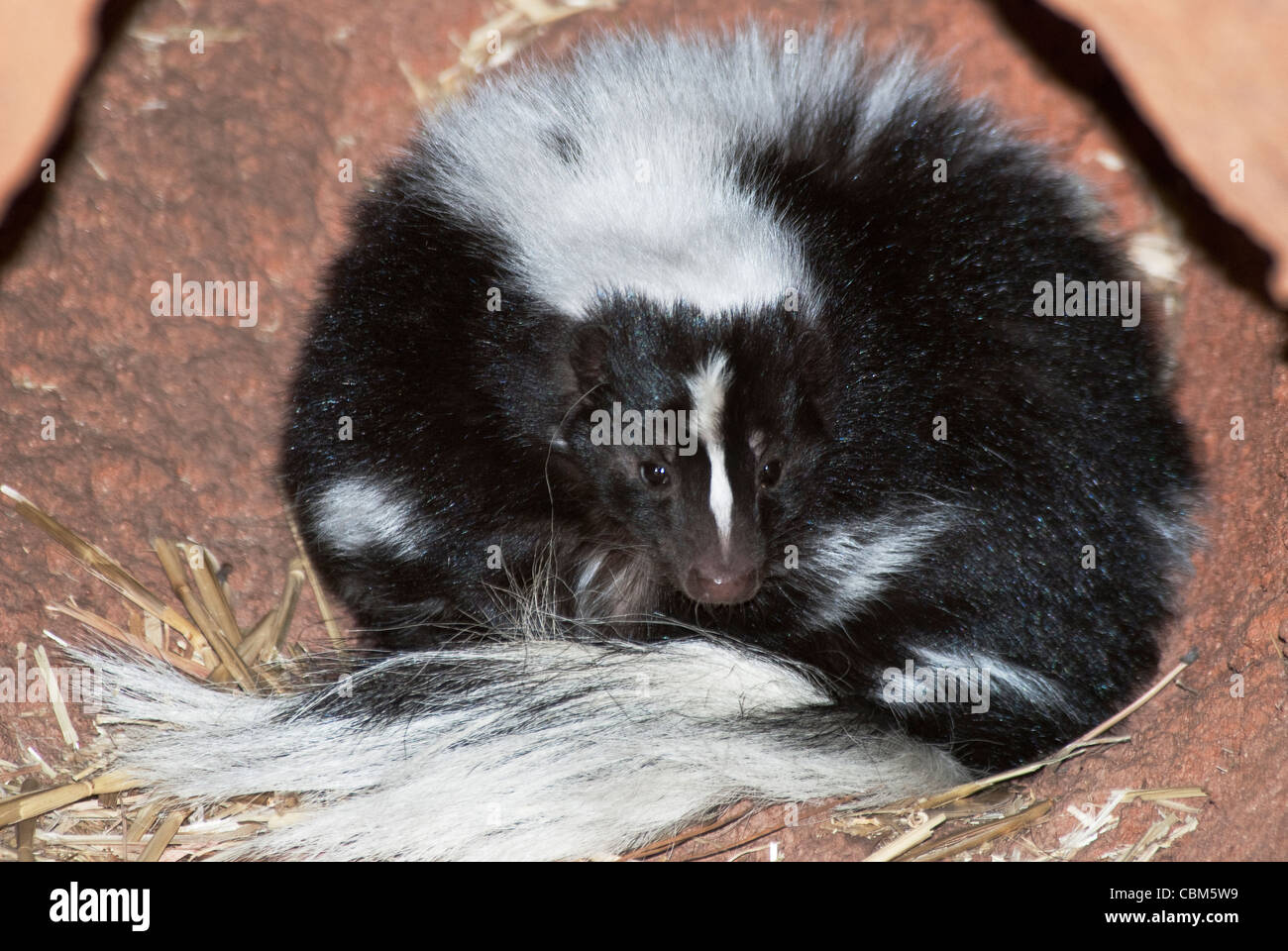 Striped Skunk Mephitis Mephitis Bearizona Williams Arizona USA