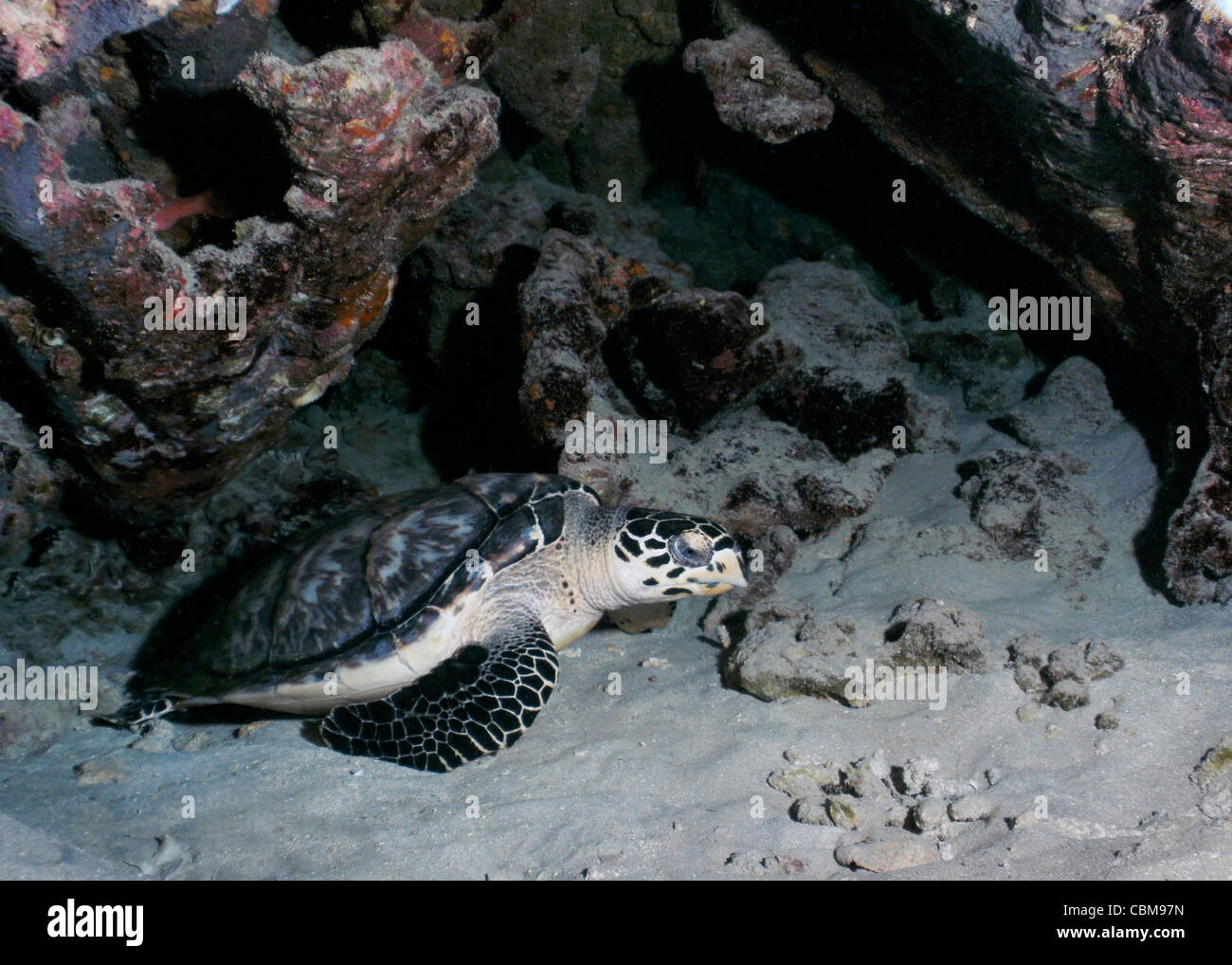 Eine echte Karettschildkröte ruht im Sand unter einem Felsvorsprung Riff. Stockfoto