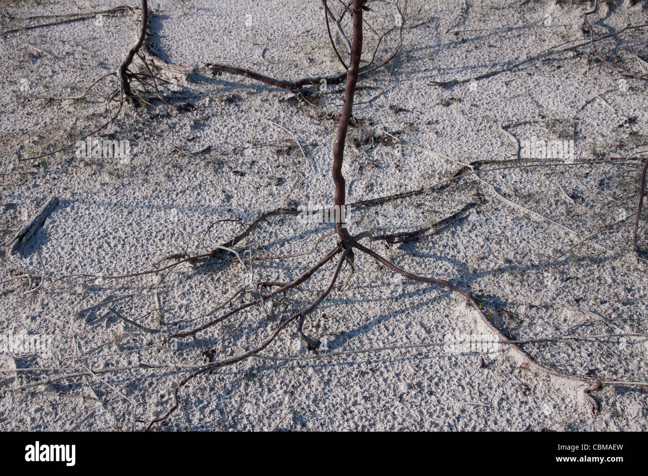 Zufällige Prop Wurzeln des Baumes vom Aussterben bedrohte Smoothbark St. Johanniskraut-Hypericum Lissophloeus Central Florida USA Stockfoto