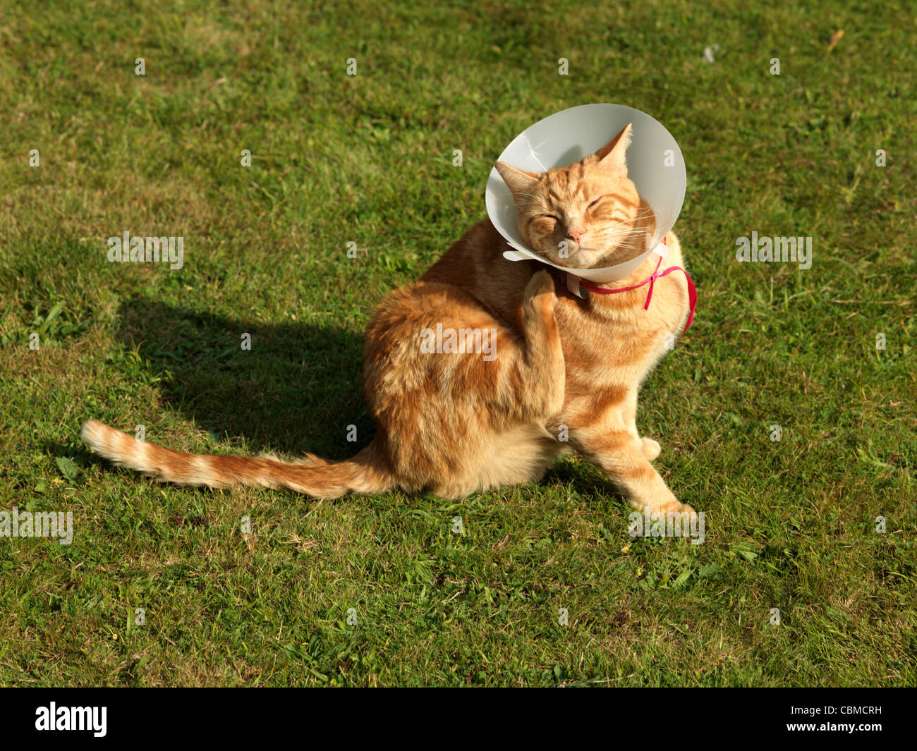 Ginger Tom Katze kratzt an medizinischen Kragen im Garten Stockfoto