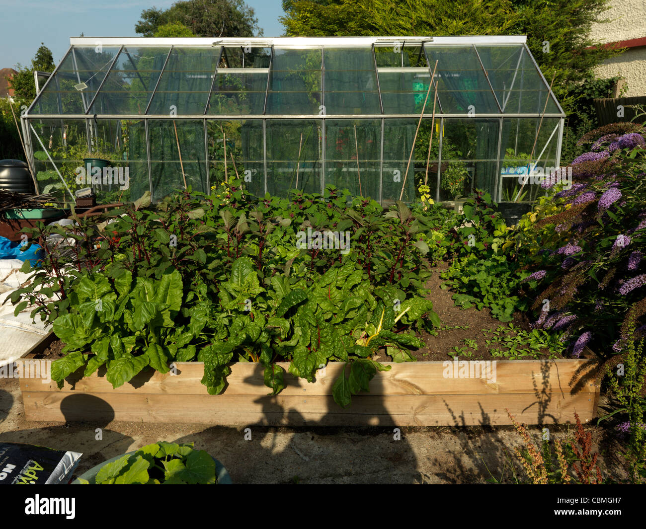 Hochbeet mit Salat, Spinat, Mangold und Pastinake im Garten Surrey ...