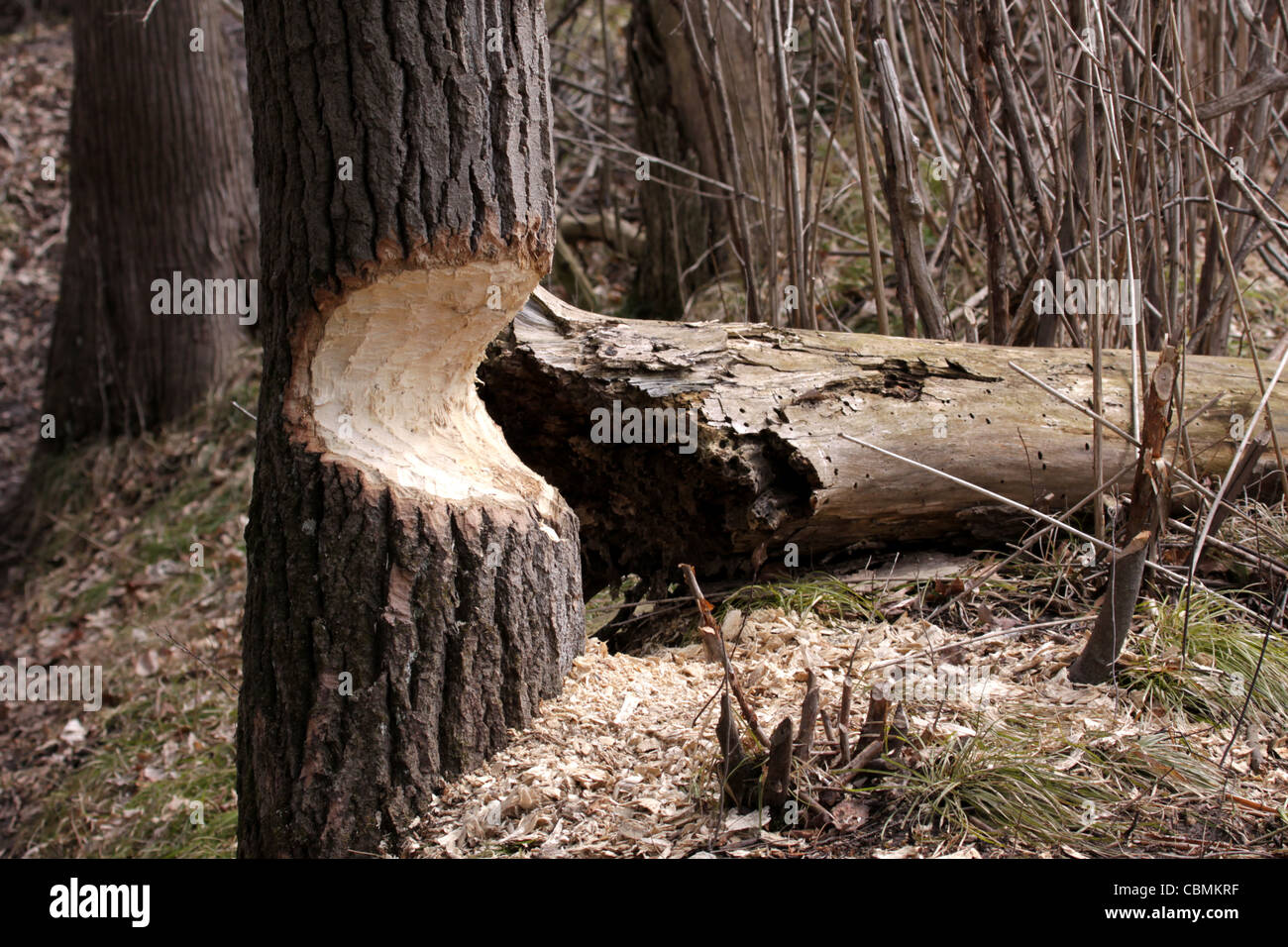 Biber beschädigt Baum Stockfoto