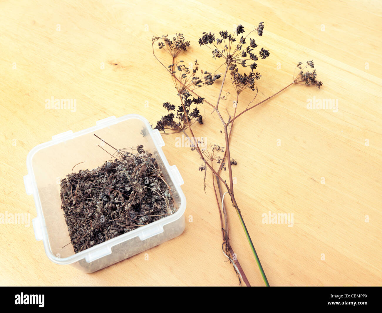 Sammeln von Fenchel Samen In Kunststoff-Box und getrockneten Fenchel (Foeniculum Vulgare) Stockfoto