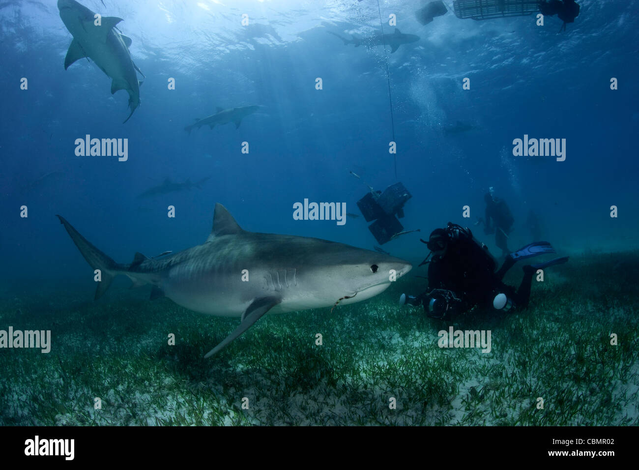 Tigerhai und Taucher, Galeocerdo Cuvier, Karibik, Bahamas Stockfoto