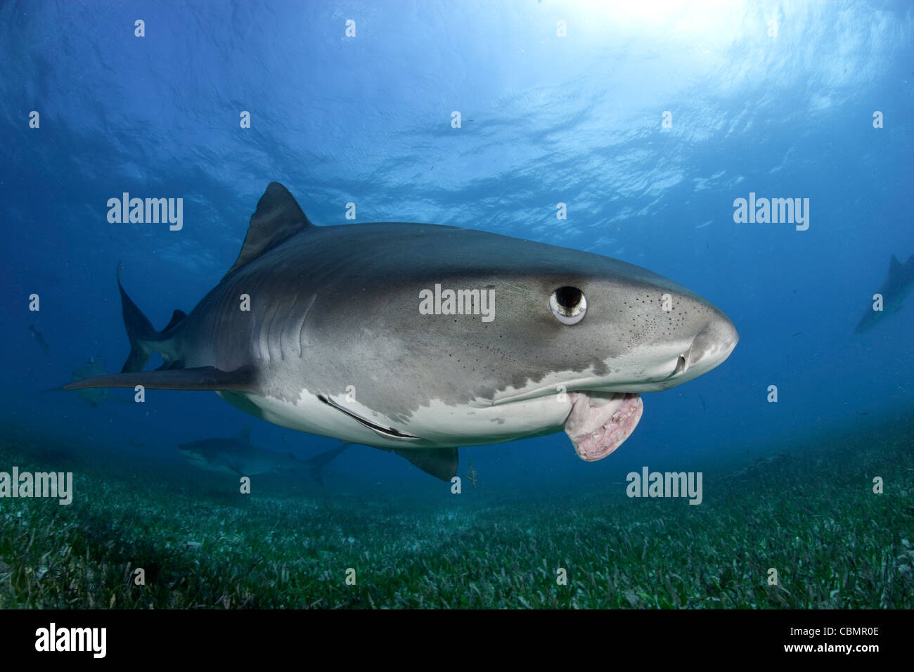 Tiger Shark mit verletzten Kiefer, Galeocerdo Cuvier, Karibik, Bahamas Stockfoto