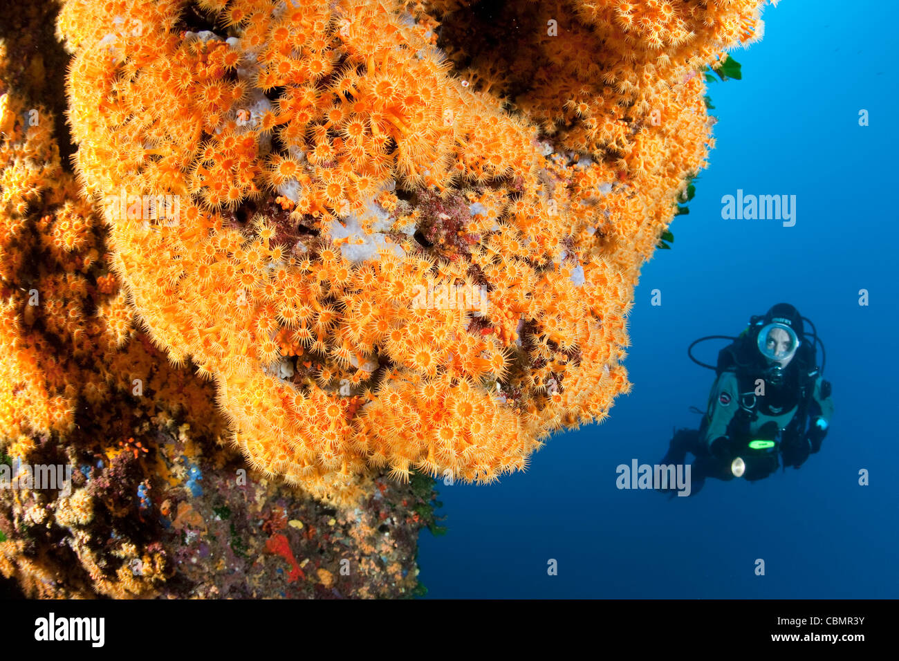 Taucher und gelbe Cluster Anemone Parazoanthus Axinellae, Ischia, Mittelmeer, Italien Stockfoto