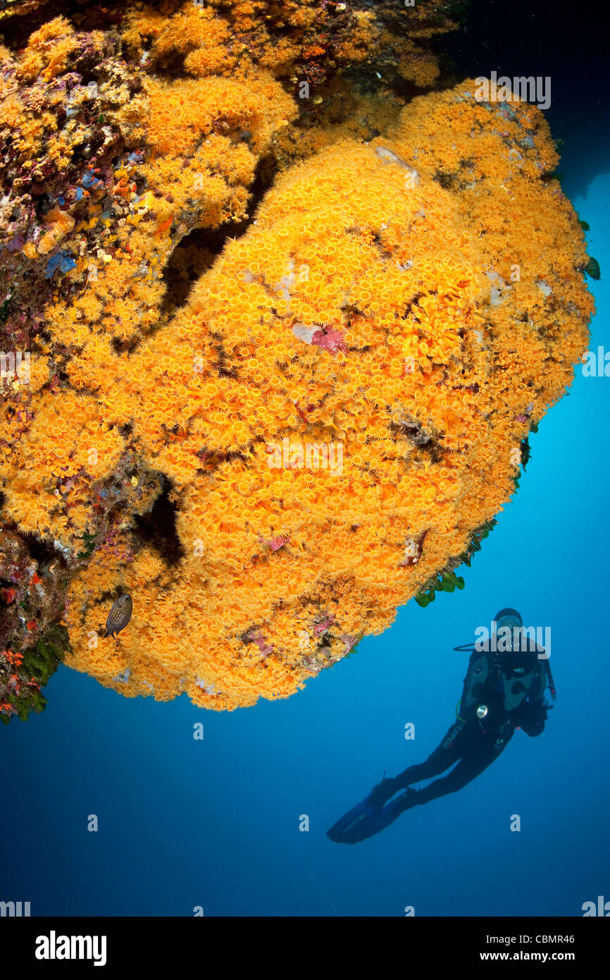 Taucher und gelbe Cluster Anemone Parazoanthus Axinellae, Ischia, Mittelmeer, Italien Stockfoto