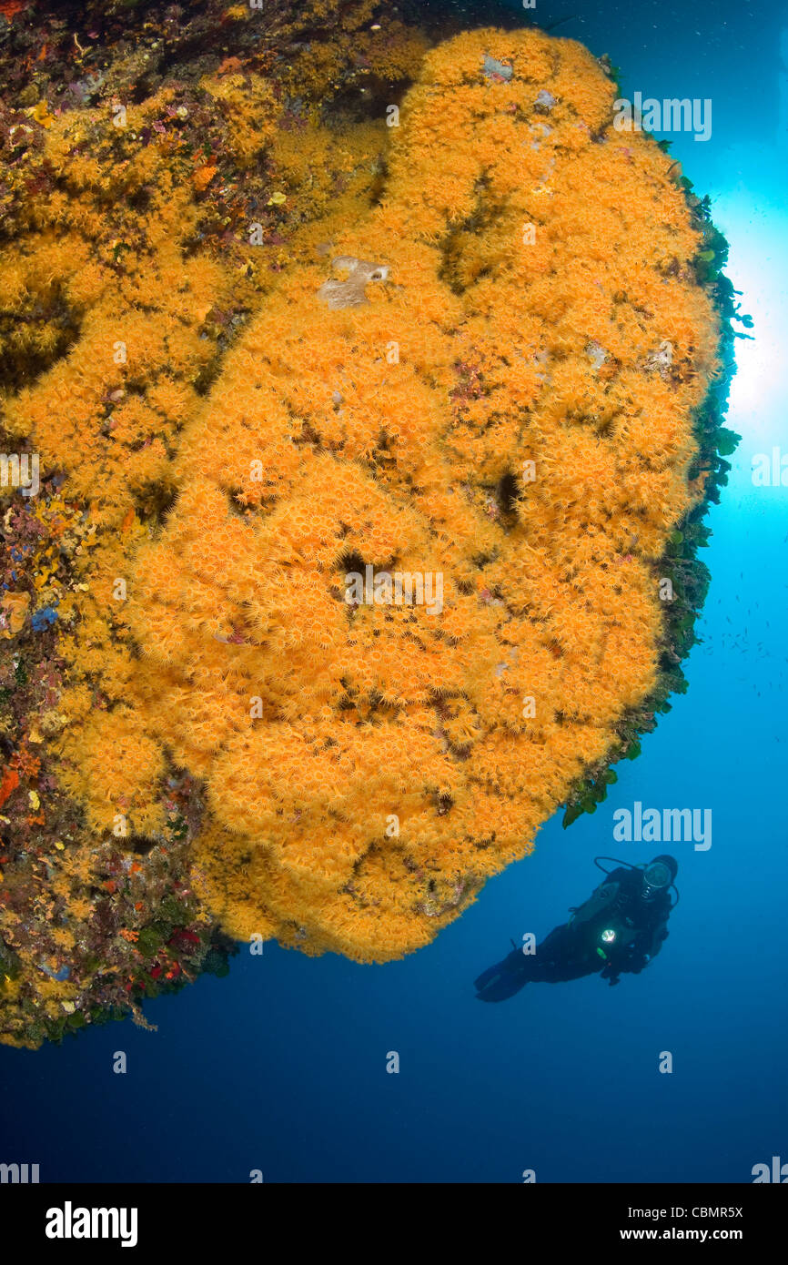Taucher und gelbe Cluster Anemone Parazoanthus Axinellae, Ischia, Mittelmeer, Italien Stockfoto