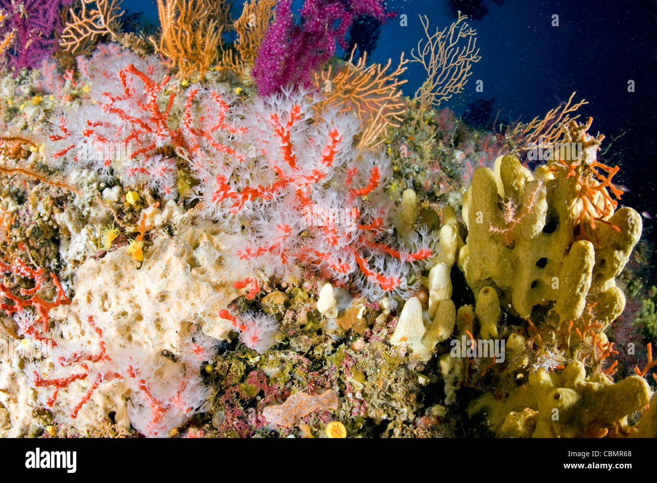 Roten kostbare Korallen, Corallium Rubrum, Ischia, Mittelmeer, Italien Stockfoto