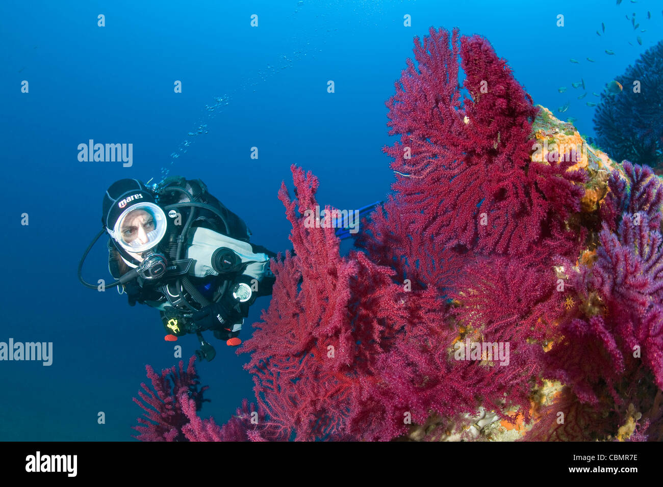 Bunte Gorgonien im Korallenriff und Taucher, Paramuricea Clavata, Ischia, Mittelmeer, Italien Stockfoto