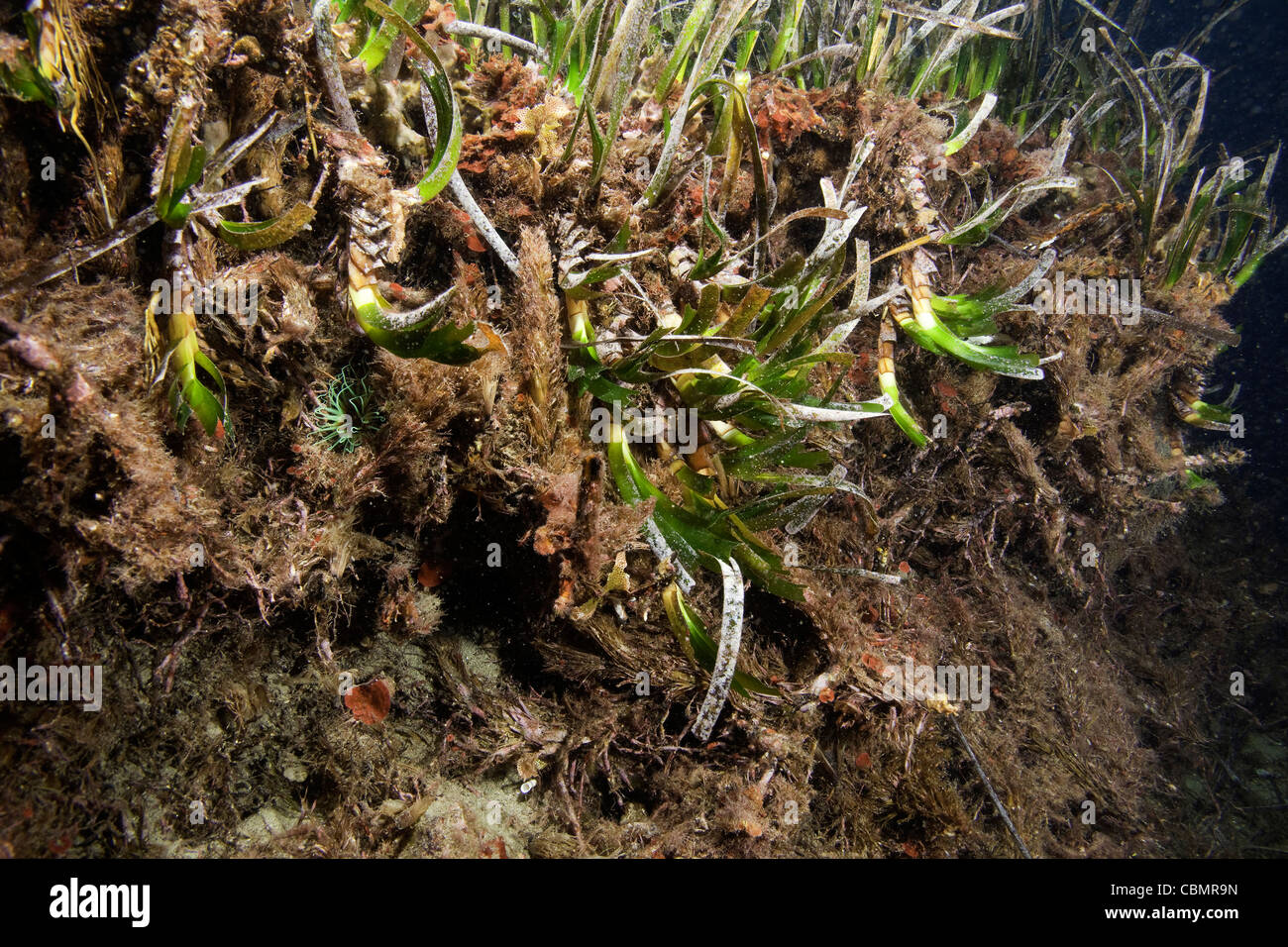 Blütenstand von Seegraswiesen, Posidonia Oceanica, Ischia, Mittelmeer, Italien Stockfoto