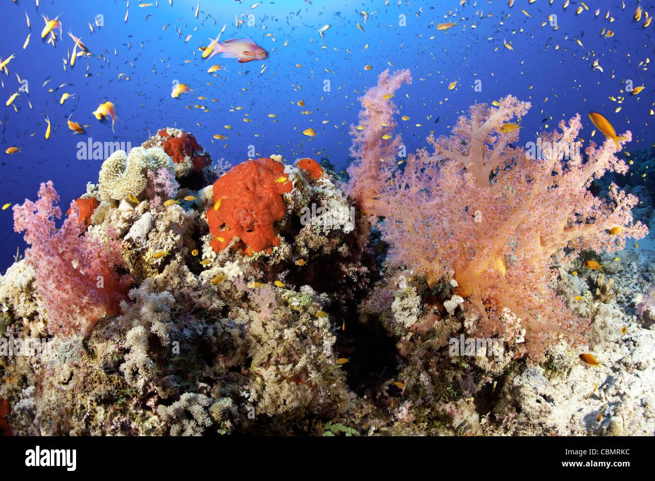 Bunten Riff von Weichkorallen, Dendronephthya SP., Sanganeb Reef, Rotes Meer, Sudan Stockfoto