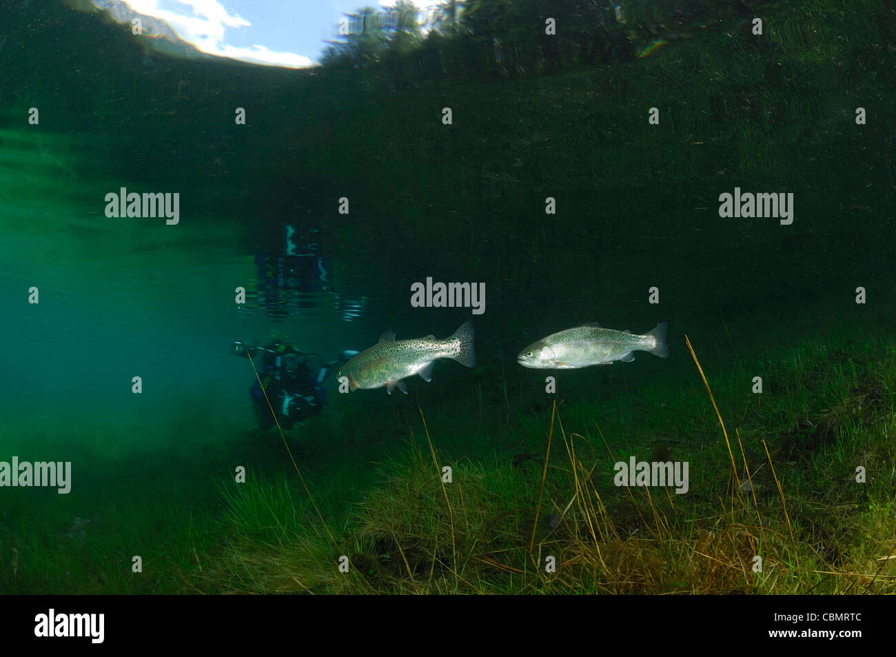 Regenbogenforellen in Green Lake, Oncorhynchus Mykiss, Tragoess, Steiermark, Österreich Stockfoto